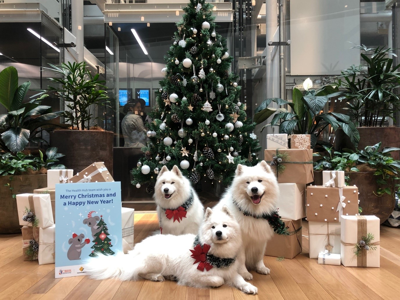 Five ways pets can improve your health and wellbeing Samoyed dogs visited CommBank staff at last Christmas
