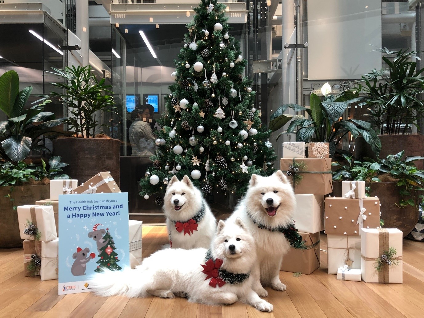 Samoyed dogs visited CommBank staff at last Christmas